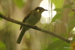 Meliphaga aruensis
