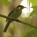 Puff-backed Honeyeater - Photo (c) markus lilje, some rights reserved (CC BY-NC-ND), uploaded by markus lilje