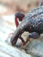 Mitoplinthus caliginosus