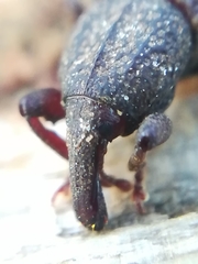 Mitoplinthus caliginosus