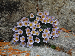 Paraquilegia anemonoides