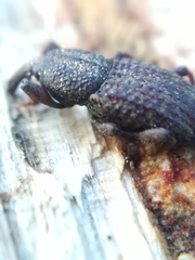 Mitoplinthus caliginosus