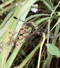 Orthetrum sabina