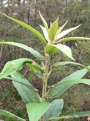Astrotricha floccosa