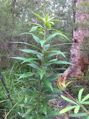 Astrotricha floccosa
