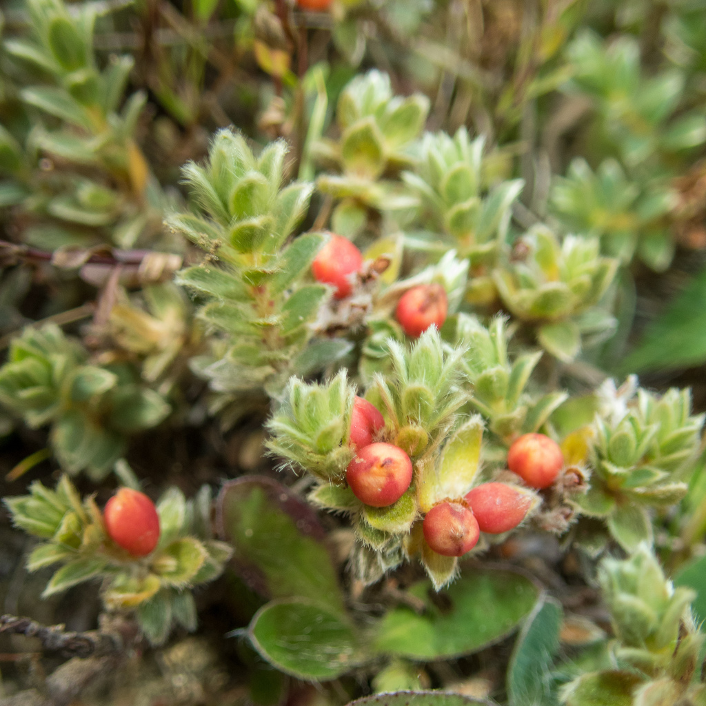Pimelea barbata barbata, Hastings, NZ-HB, NZ, by tutukiwi