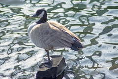 Branta canadensis