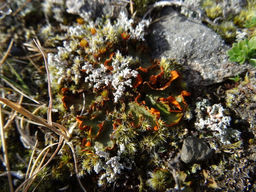 solorína šafranová (Solorina crocea)