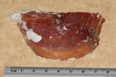 Pteria lata