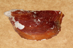 Pteria lata