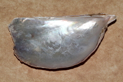 Pteria lata