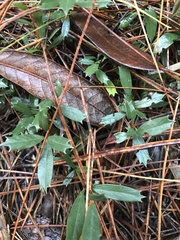 Ceanothus prostratus