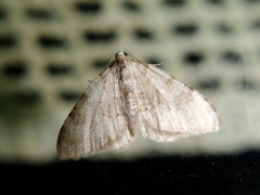 Nebula ibericata