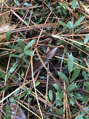 Ceanothus prostratus
