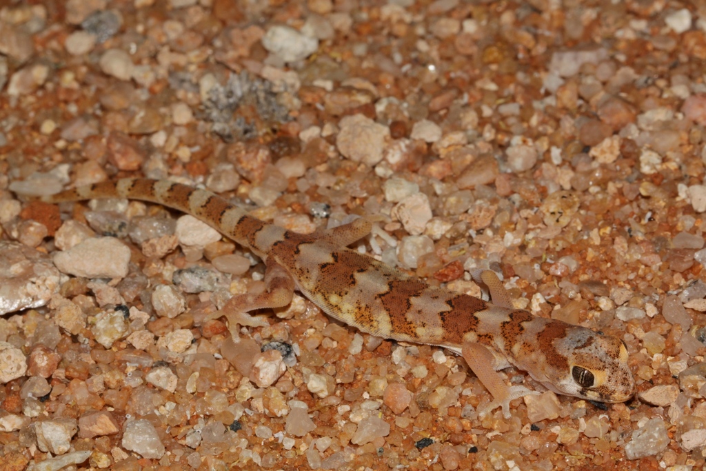 Quartz Gecko