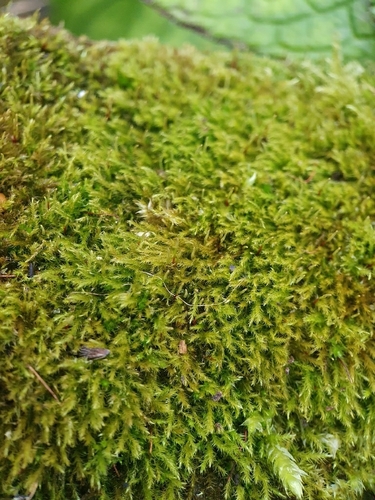 Paprastoji bukasnapė nuotrauka