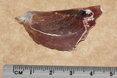 Pteria