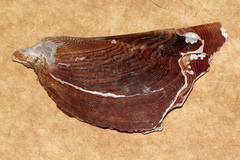 Pteria