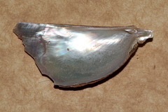 Pteria