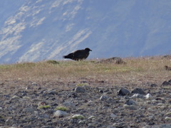 Stercorarius skua