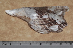 Pteria maura