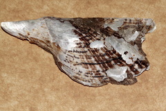 Pteria maura