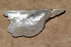 Pteria maura