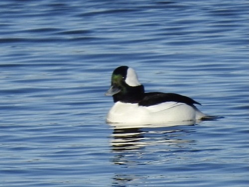 Bufflehead photographed in Kentucky