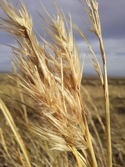 Cortaderia pilosa