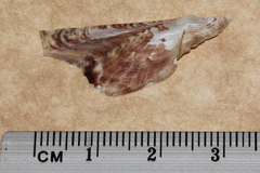 Pteria