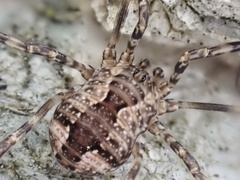 Leiobunum ventricosum