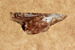 Pteria