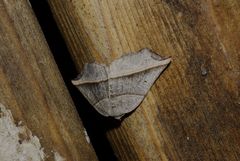 Metanema determinata