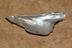 Pteria