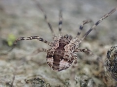 Leiobunum ventricosum