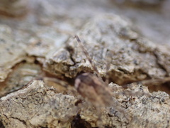 Leiobunum ventricosum