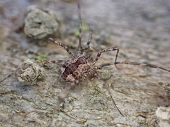 Leiobunum ventricosum