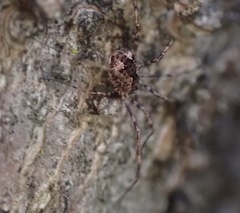 Leiobunum ventricosum