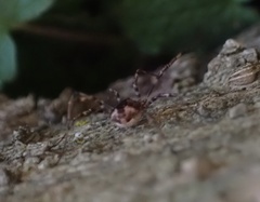 Leiobunum ventricosum