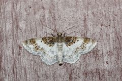 Hydrelia condensata