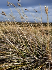 Cortaderia pilosa