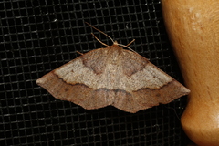 Metarranthis duaria