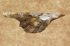 Pteria