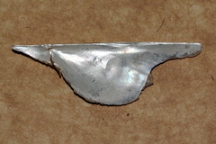 Pteria