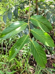 Glochidion sumatranum