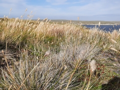 Cortaderia pilosa