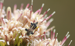 Phymata chilensis chilensis