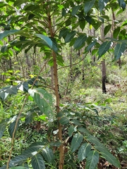 Glochidion sumatranum