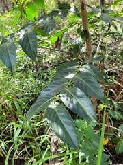 Glochidion sumatranum