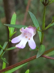 Prostanthera linearis